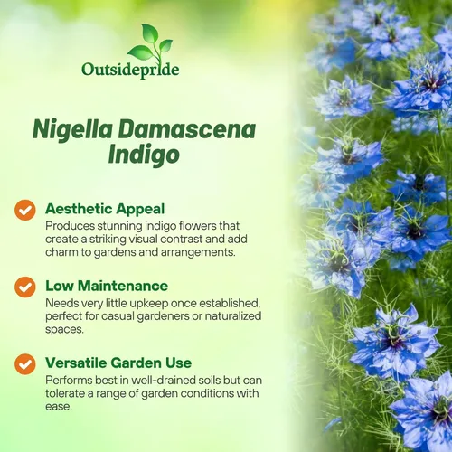 Vista 3 de Outsidepride Jewels Indigo Nigella Seeds - 1000 Pcs Semillas de flores anuales para plantar con flores vibrantes y follaje lacio tipo helecho