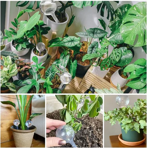 Vista 6 de 10 globos transparentes de riego de plantas, bombillas de plástico de riego automático, dispositivo de riego automático de flores, bebedero