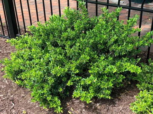 Vista 3 de Hoogendoorn Holly Shrub I 3 Live Plants I Ilex Crenata Árbol de hoja perenne brillante para setos, pantallas de privacidad y acentos decorativos