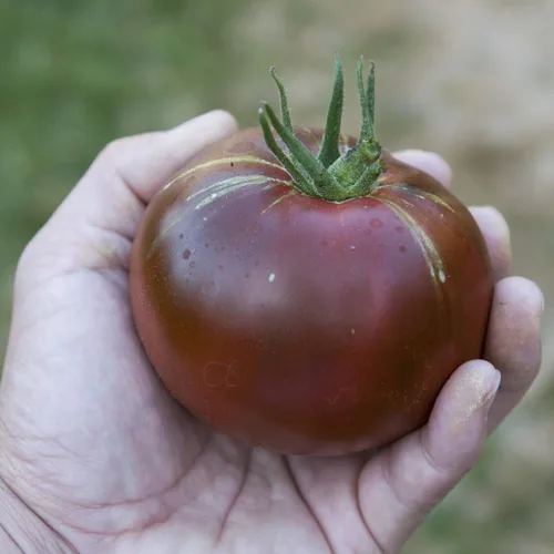 Vista 3 de Semillas Black Prince Tomate Determinar Vegetales no OGM para plantar