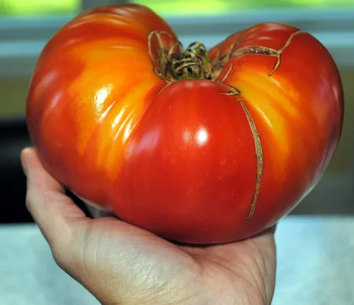 Vista 6 de Semillas Red Giant Beefsteak Tomate Indeterminado No GMO Heirloom