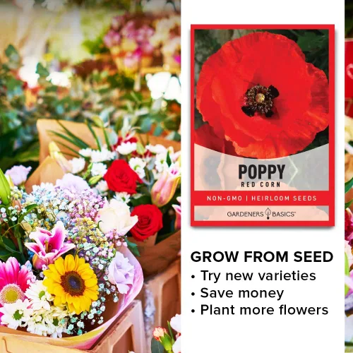 Vista 7 de Gardeners Basics Semillas de amapola para plantar (maíz rojo) - Paquete de semillas de flores rojas reliquia de flores perennes, variedad sin OMG