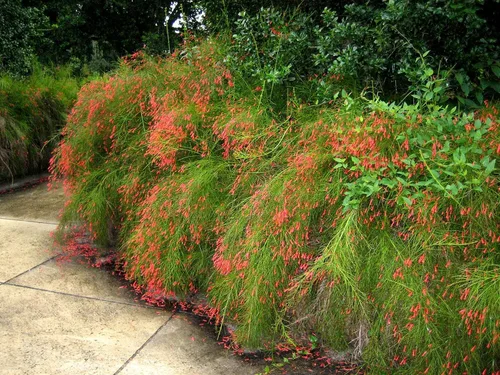 Vista 2 de Planta petardo I Plantas de tamaño grande de 3 galones I Russelia Equisetiformis I Flores tubulares rojas vibrantes, colibrí atractivas, tolerantes