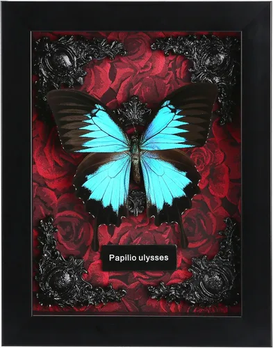 Vista 16 de Taxidermia de mariposas enmarcadas - Caja de sombra con mariposas, mariposas reales enmarcadas en una caja para estética de decoración del hogar