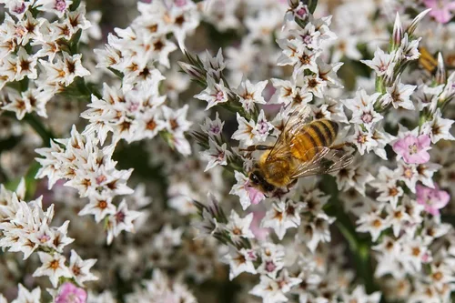 Vista 2 de 30 semillas de flores alemanas Statice White Sea Lavender Goniolimon Tataricum Limonium