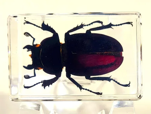 Vista 37 de 44mm Hormiga gigante tropical real en resina de lucita transparente cristalina, espécimen preservado Pseudoneoponera Rufipes, taxidermia