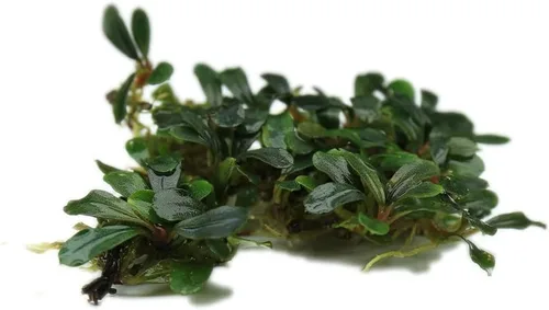 Vista 43 de SubstrateSource Bucephalandra Brownie Phantom - Planta de acuario viva – Decoración natural de pecera de agua dulce, decoración acuática