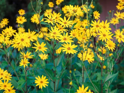 Vista 5 de 20 semillas de alcachofa de Jerusalén Sunchoke Sunroot Helianthus Tuberosus semillas de vegetales de raíz de girasol amarillo