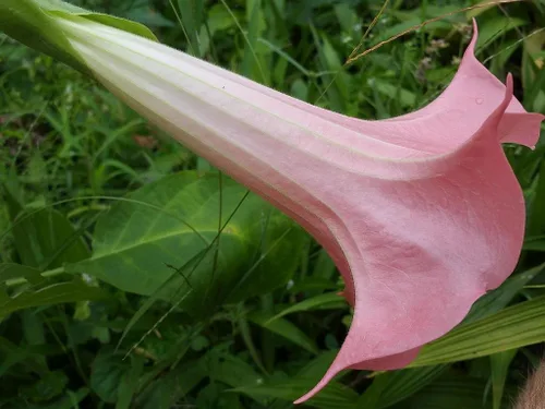 Vista 2 de Mariposa Rosa Brugmansia Angels Trompeta Planta Tropical Viva Coral Rosa Flor Fragante Tamaño Iniciador 4 Pulgadas Pot Emeralds TM