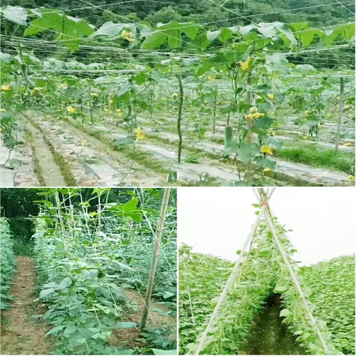 Vista 4 de Red de enrejado blanco de 4 x 100 pies, red de polipropileno resistente para plantas de trepado, verduras, frutas, flores
