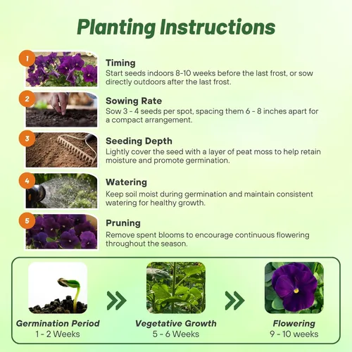 Vista 5 de Outsidepride Semillas de pensamiento de viola púrpura transparente para plantar, 50 unidades. Flores bienales, resistentes al frío y aptas