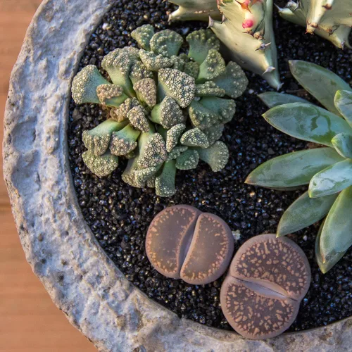 Vista 12 de Altman Plants Plantas suculentas gigantes (4 unidades) XL Lithops Plantas vivas y suculentas reales, plantas seguras para mascotas y plantas