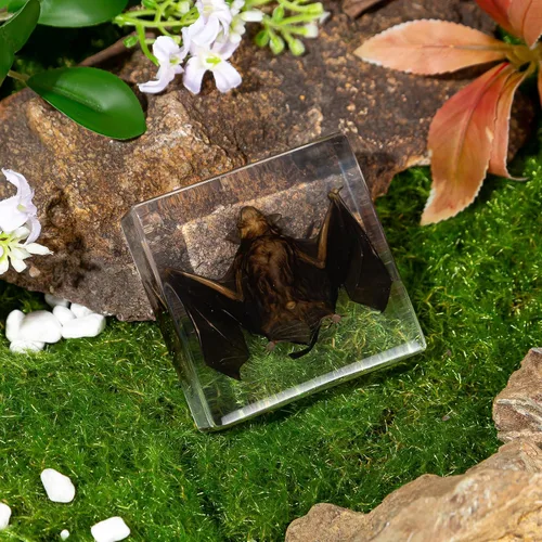 Vista 3 de Murciélago de taxidermia real en resina, animales de taxidermia para exhibición gótica en el hogar, rarezas y curiosidades, regalos