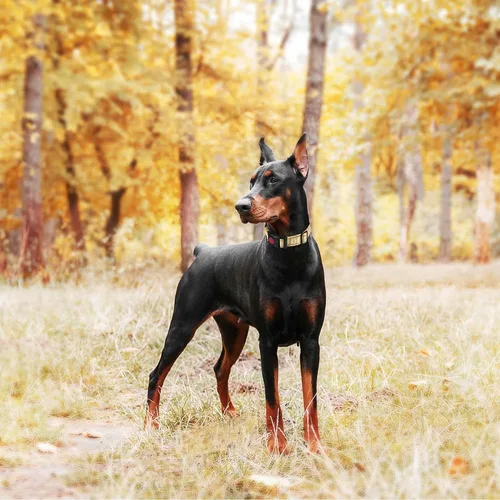 Vista 4 de haapaw Martingale - Collar de perro con hebilla de liberación rápida reflectante para perros pequeños, medianos y grandes