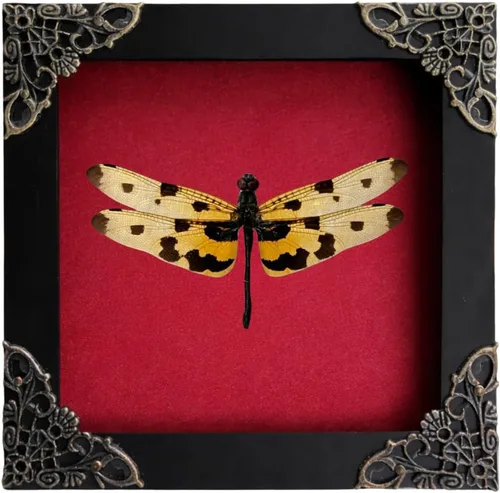 Vista 35 de 2 Real Dragonfly Specimens Shadow Box Framed Insect Display Oddities Curiosities Entomology Collection Natural History Wall Decor Gift for Nature