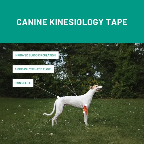 Vista 4 de VETKIN VetkinTape - Cinta de kinesiología canina y equina Cinta médica veterinaria Envoltura veterinaria para apoyo articular y cuidado de Negro