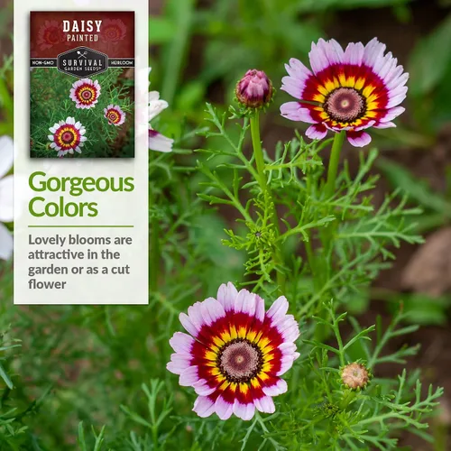 Vista 4 de 1 paquete de semillas de margaritas pintadas para plantar con instrucciones para cultivar flores silvestres perennes coloridas en el jardín