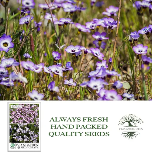 Vista 4 de Gilia Semillas de flores de ojo de pájaro para plantar, más de 2500 semillas de flores por paquete, semillas de jardín de Isla