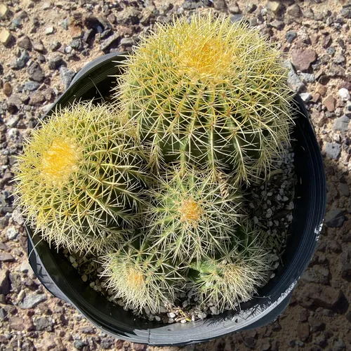 Vista 7 de Cactus Outlet- Planta de Cactus Barril Dorado - Plantas de Cactus Vivas - Plantas de Cactus Barril Vivas - 1 Galón - Plantas de Cactus Barril Listas