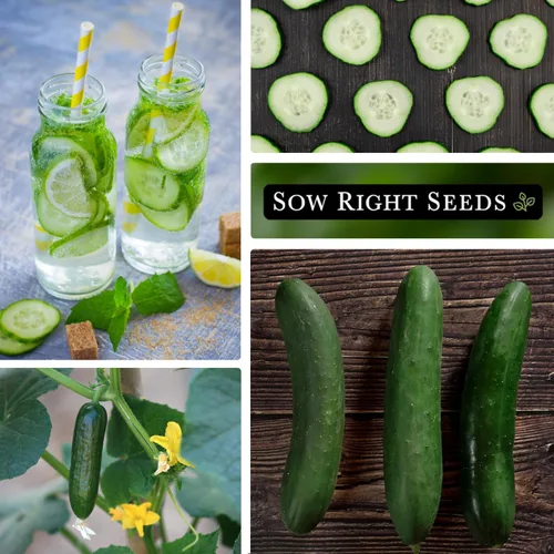 Vista 4 de Sow Right Seeds - Ocho semillas de pepino rectas para plantar - Paquete de reliquia sin OMG con instrucciones para plantar y cultivar un huerto