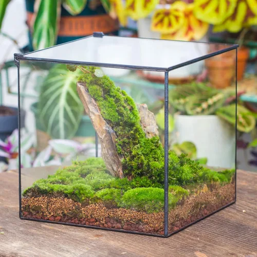 Vista 5 de NCYP Terrario de cristal cerrado con tapa, 10 x 10 x 10 pulgadas, maceta cuadrada negra de vidrio para suculentas, paisaje de mesa para el hogar