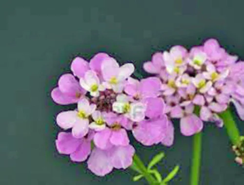 Vista 2 de Candytuft, semillas de mezcla alta, 100 semillas, rosa hermoso, lavanda, flores blancas