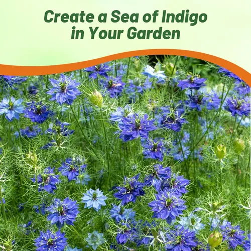 Vista 4 de Outsidepride Jewels Indigo Nigella Seeds - 1000 Pcs Semillas de flores anuales para plantar con flores vibrantes y follaje lacio tipo helecho