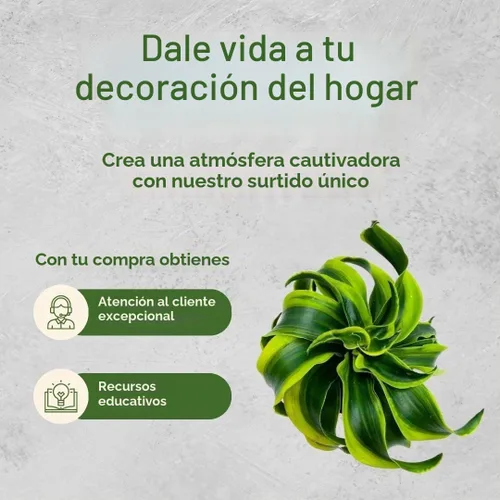 Vista 6 de BubbleBlooms Dracaena Tornado - Planta de interior rara Fragrans Twisted de 4 pulgadas