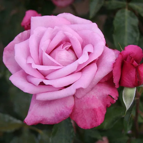 Vista 2 de Rosas Heirloom Grandiflora, Planta de raíz propia viva para jardín al aire libre, Ciruela fragante, muy fragante, Zonas de rusticidad: 5-10