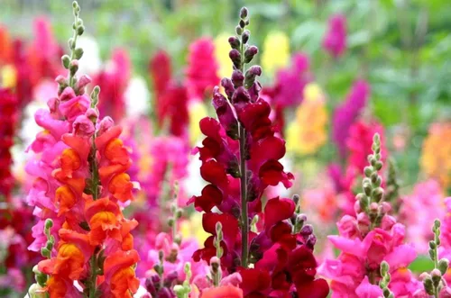 Vista 2 de Mezcla de semillas de Snapdragon Tall multicolor, más de 1000 semillas para plantar sin OMG