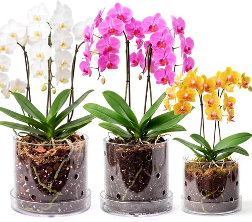 Vista 12 de Maceta de orquídea acrílica transparente de 5 pulgadas con agujeros
