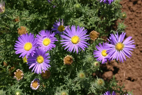 Vista 4 de Semillas de flores de margaritas Tahoka para plantar, más de 1000 semillas de flores por paquete, semillas de jardín de Isla, semillas sin OMG