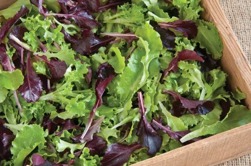 Vista 2 de Mezcla de lechuga de interior 25 días para ensalada Vegetales sin OMG para plantar 1000 semillas