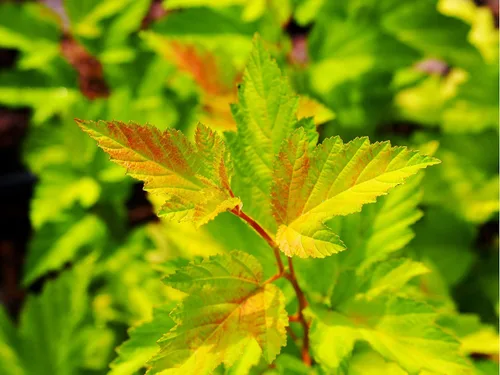 Vista 2 de TriStar Plants - Ninebark común - Maceta comercial de 1 galón - 2'-3' pies de alto - Physocarpus opulifolius - Arbusto floreciente, nativo, atrae