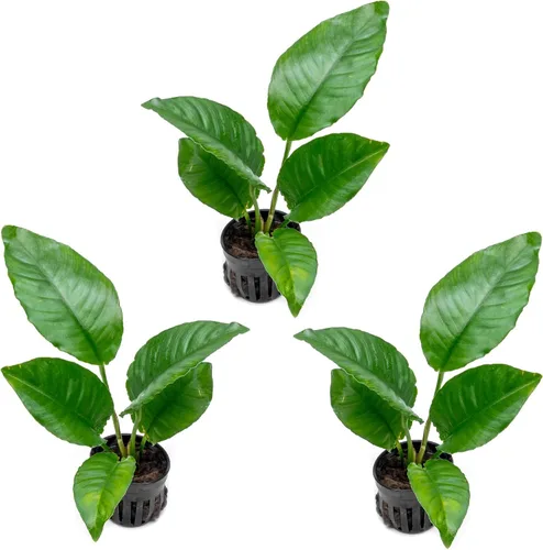 Vista 66 de SubstrateSource Plantas vivas – Anubias Hastifolia (Anubias hastifolia) – Luz baja a moderada, hojas en forma de flecha de color verde medio a