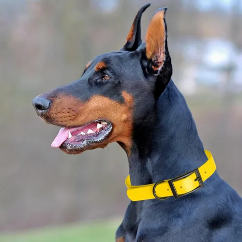 Vista 273 de Dogline Biothane - Collar impermeable para perro con hebilla de liberación rápida, resistente cincha de nailon recubierta con resistente y a prueba