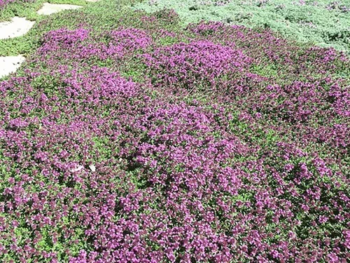 Vista 5 de 100 semillas de tomillo rastrero - Thymus Serpyllum, flor de hierba de tomillo elfo, semillas fragantes de cobertura del suelo, semillas perennes