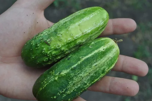Vista 3 de Semillas Decapado Pepino Zasol No GMO Heirloom