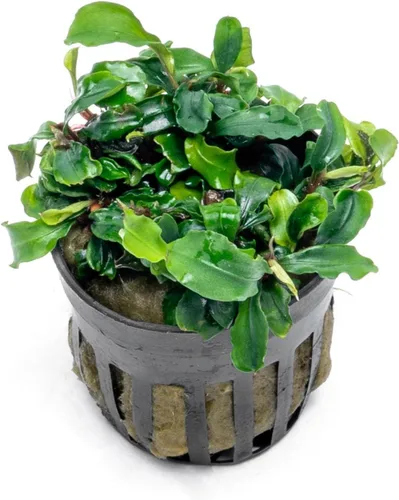 Vista 20 de SubstrateSource Bucephalandra Brownie Phantom - Planta de acuario viva – Decoración natural de pecera de agua dulce, decoración acuática