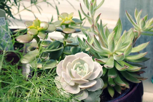 Vista 5 de ragnaroc Plantas suculentas vivas – Echeveria Agaviodes Ebony, enraizadas en maceta de 4 pulgadas – 1 unidad – Llegada viva garantizada – Plantas