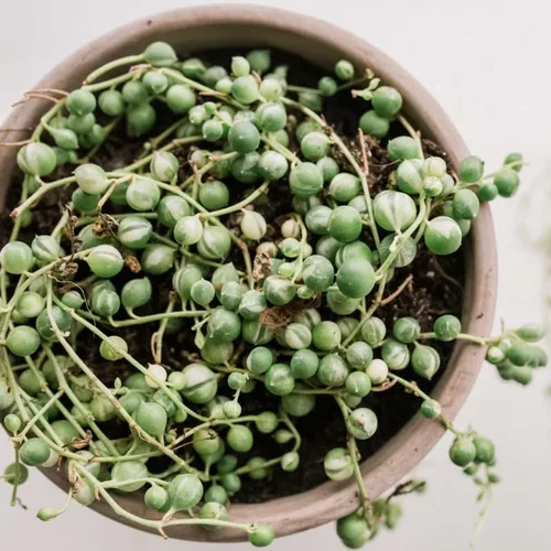 Vista 4 de Planta de cadena de perlas vivas para plantar, maceta de cadena de perlas, planta de cadena de perlas vivas, completamente enraizada, planta