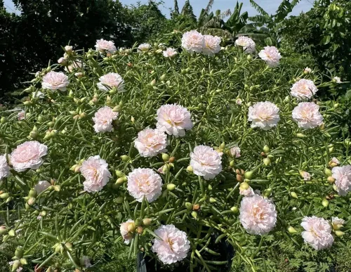Vista 3 de Más de 200 semillas de rosa musgo rosa claro Portulaca Grandiflora Vietnam Rose Flowers Semillas Heirloom Suculenta cubierta del suelo Flores