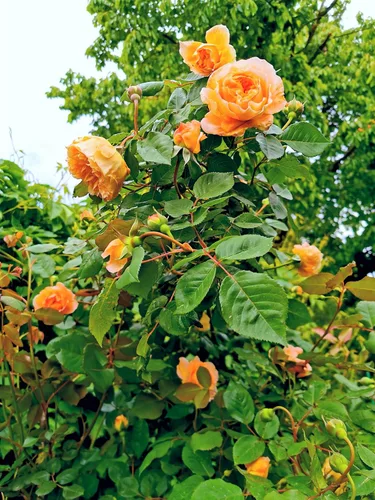 Vista 3 de 5 Seeds Orange Climbing Rose Rosa Bush Vine Climber Fragrant Butterfly Flower Seeds