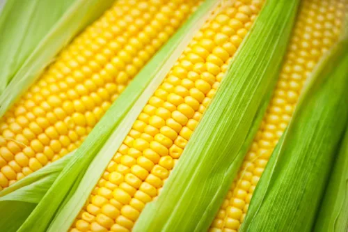 Vista 3 de Semillas Azúcar Maíz Dulce Vegetal de la reliquia para plantar No-GMO