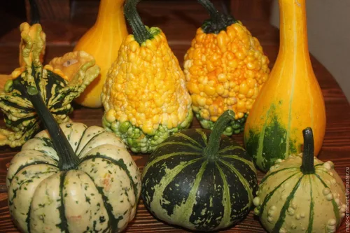 Vista 3 de Semillas ornamentales de mezcla de calabaza gigante, vegetales tradicionales para plantar 10 semillas decorativas únicas sin OMG