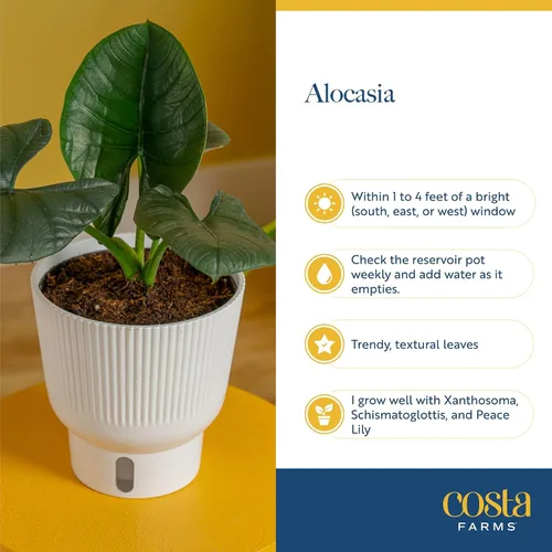Vista 6 de Costa Farms Alocasia Polly - Planta viva en maceta decorativa, planta de interior perfecta para decoración del hogar, habitación u oficina, gran