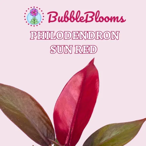 Vista 2 de BubbleBlooms Filodendro rojo sol en una maceta de 4 pulgadas rojo brillante Philo