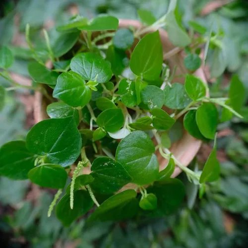 Vista 4 de 2000 Rau Cang Cua Arbusto Brillante Garra De Cangrejo Hierba Peperomia Pellucida Semillas Plantación Adornos Jardín Perenne Fácil de Cultivar
