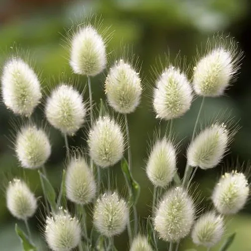Vista 4 de Park Seed Bunny Tails - Semillas de hierba ornamental, paquete de 50 semillas