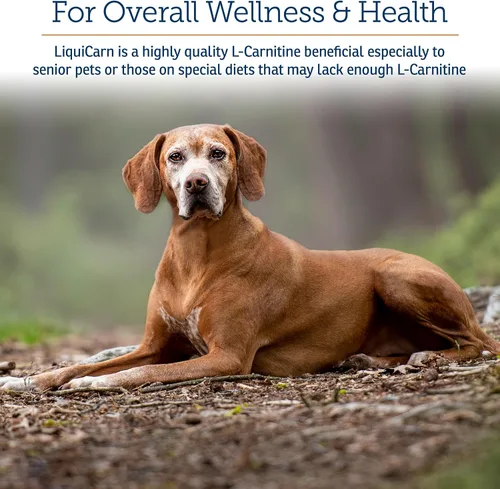 Vista 2 de Rx Vitamins LiquiCarn - L-carnitina pura para perros y gatos para ayudar en la pérdida de peso del perro - Proporciona alta energía y ayuda
